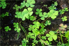 Marsilea minuta